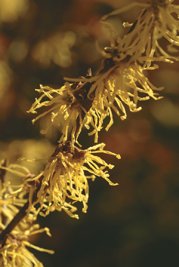 A color photo of common witchhazel.
