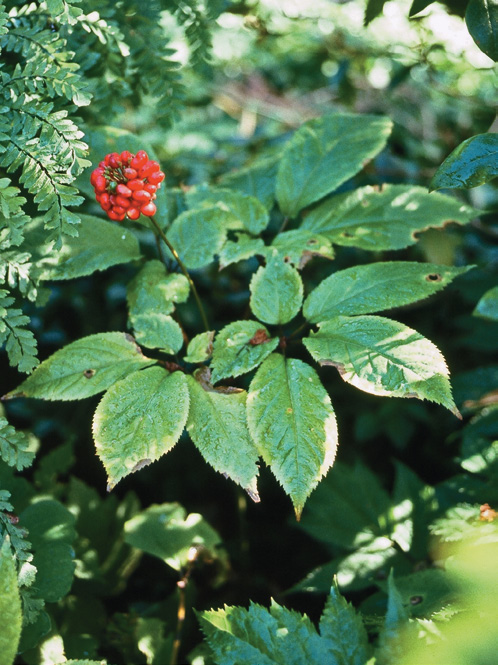A color photo of American ginseng.