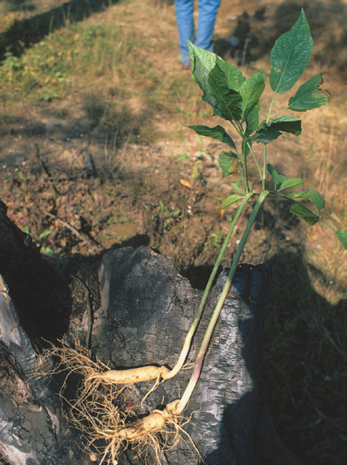 A color photo of Chinese ginseng.