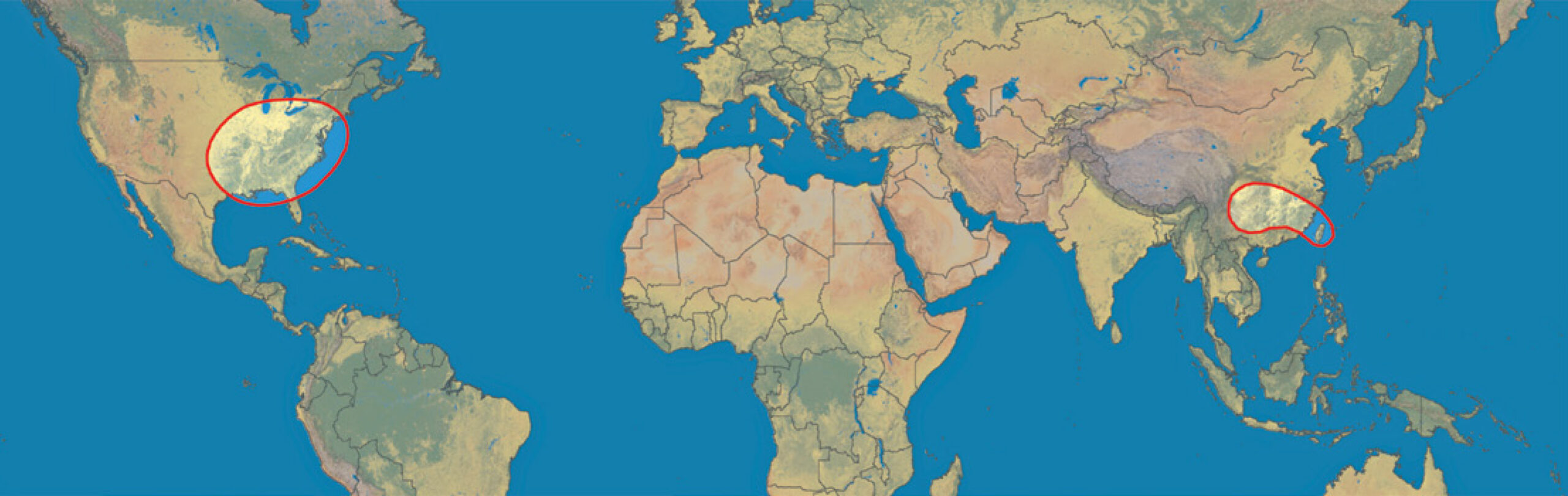 A map showing the native ranges of Sassafras species.