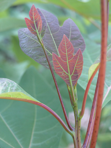 A color photo of S. tzumu foliage.