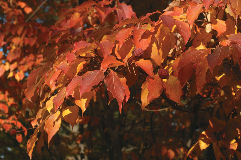 A color photo of kousa dogwood foliage.