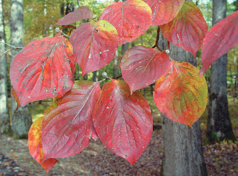 A color photo of flowering dogwood foliage.