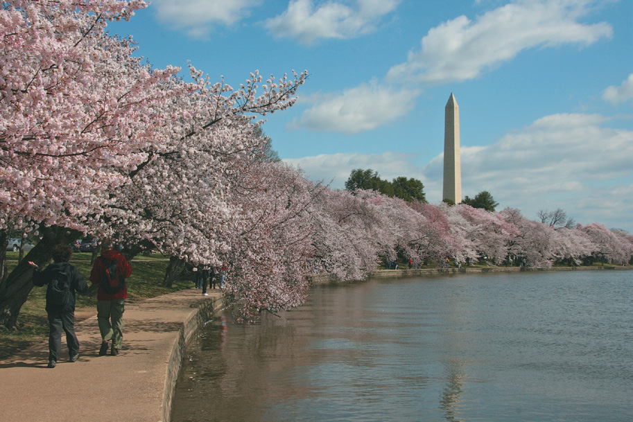 Pink cherries blooming around Tidal Basin with Washington Monument in background