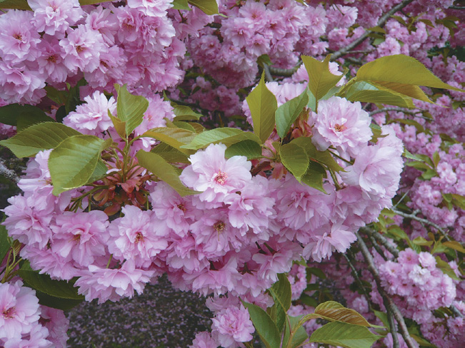 Close-up of abundant pink cherry blossoms