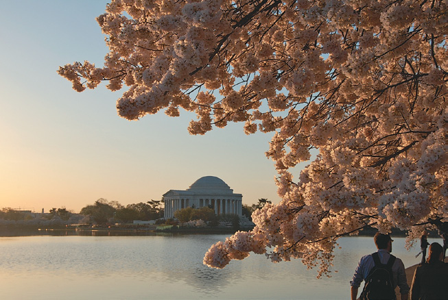 Cherries blooming in foreground of Tidal Basin