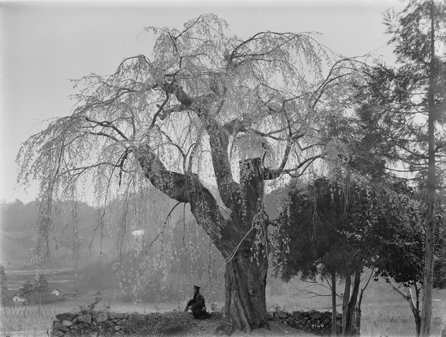 Black-and-white photograph showing man sitting beneath an old cherry tree