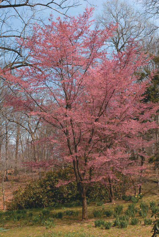 Cherry tree with vivid pink flowers