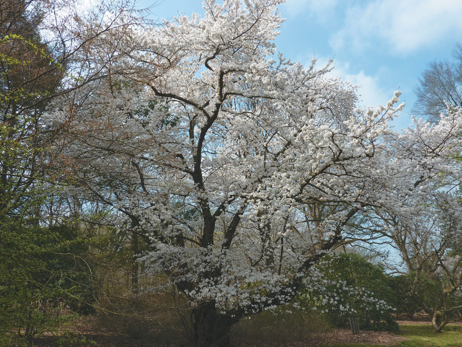 Cherry tree with white flowers