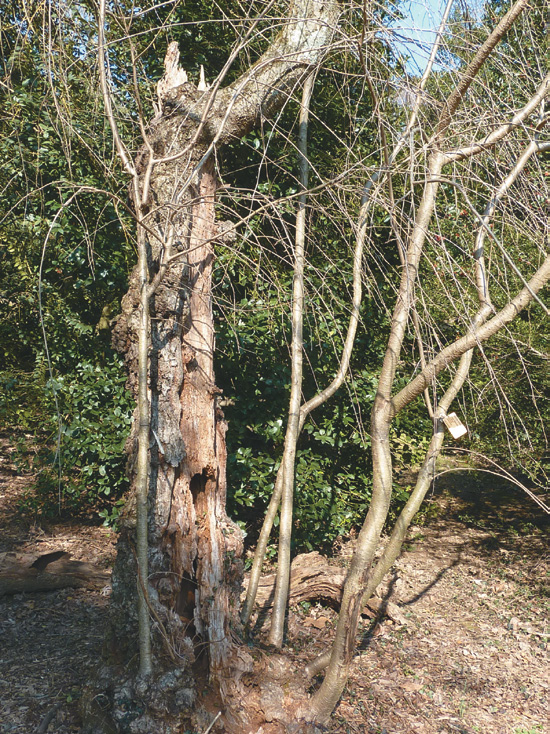 Suckers growing around base of old cherry trunk