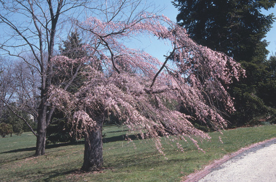 Old cherry tree with wispy branches