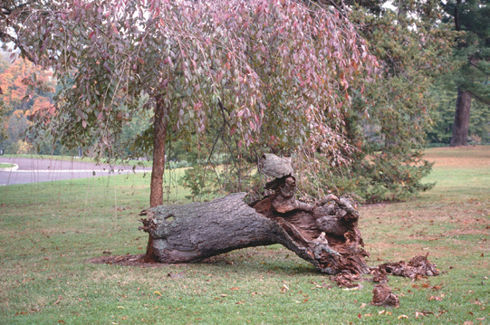 Old cherry trunk lying on ground with young upright stem growing beside it and covered with flowers