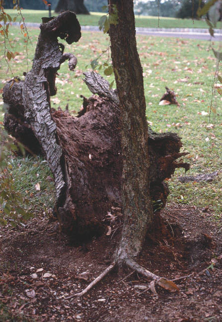 Hollow trunk of old cherry tree