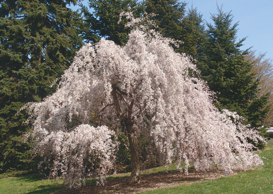 The new stem of cherry tree in full flower
