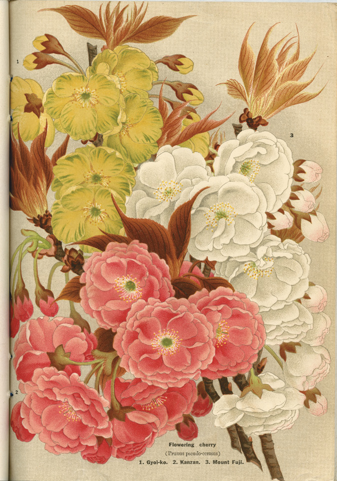 Illustration showing pink, white, and yellow cherry blossoms