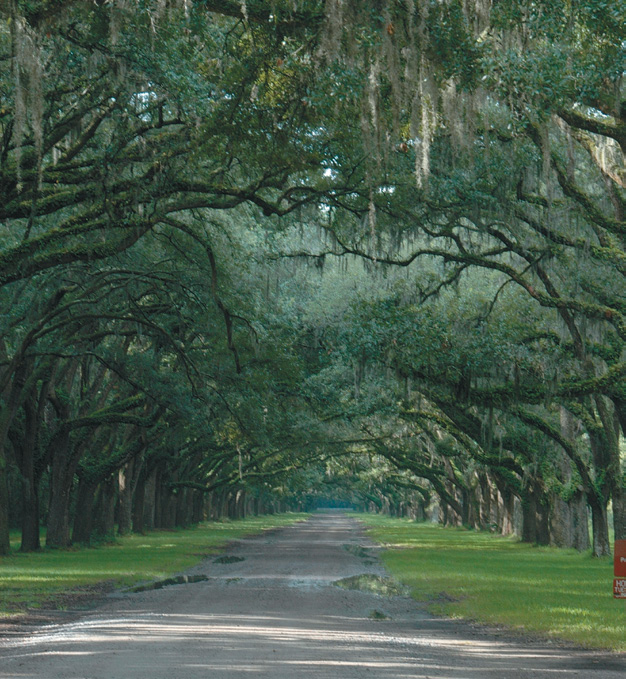 Photo of road lines with large live oaks