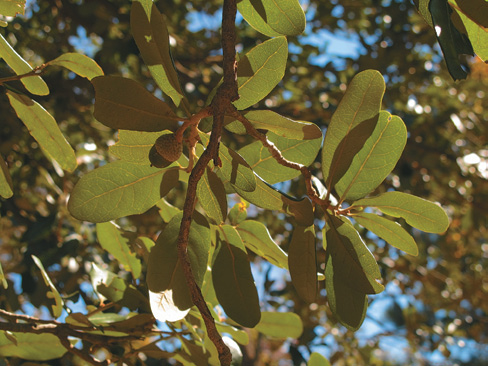 Foliage of live oak