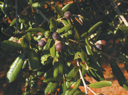 Acorns and foliage of live oak