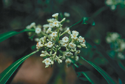Small white flowers