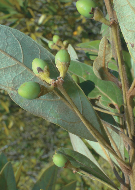 Olive-like green fruits