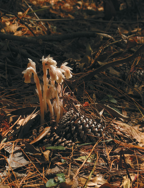 White ghost pipes emerging from leaf litter