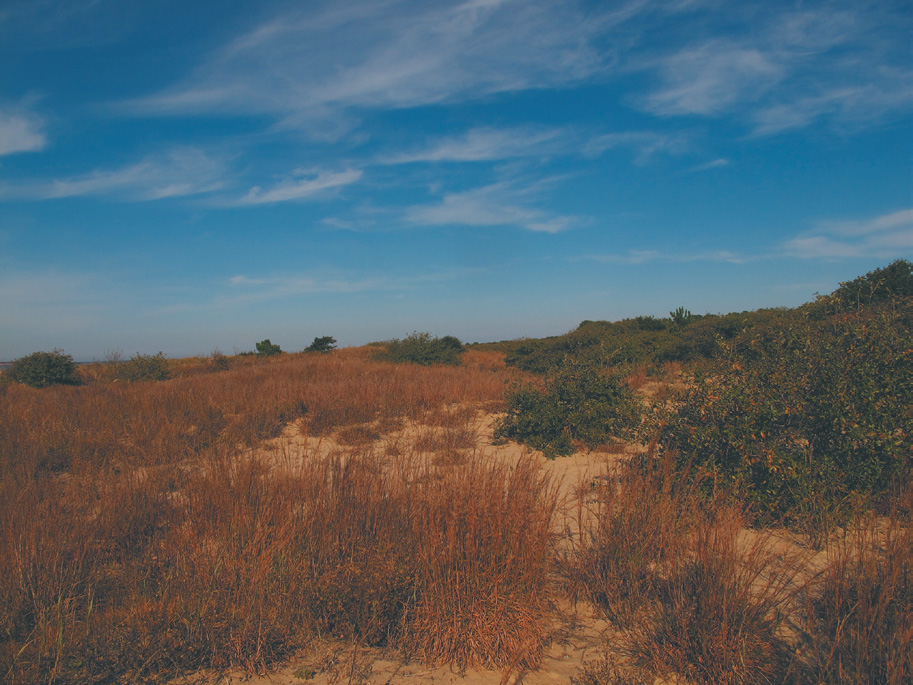 Sand dunes with scrubby vegetation