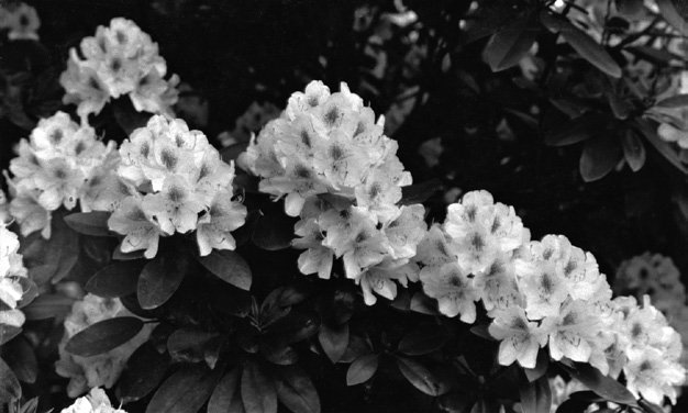 A black and white photo of the white flowered R. ‘Album Elegans’.