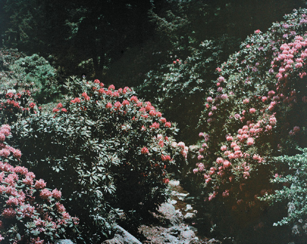 A color photo of Rhododendron Dell.