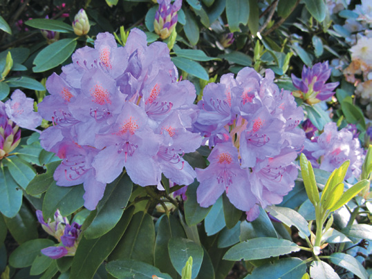 A color photo of Rhododendron catawbiense.