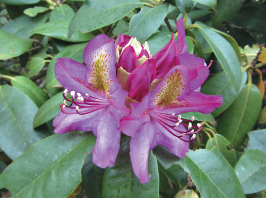 A color photo of Rhododendron ‘Mrs. Harry Ingersoll’.