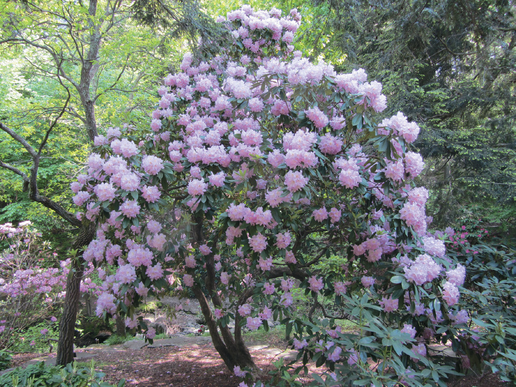 A color photo of Rhododendron ‘Duke of York’.