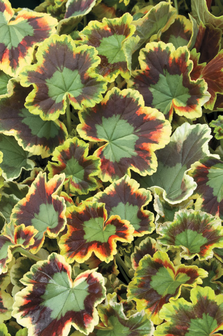 A color photo of variegated pelargoniums.
