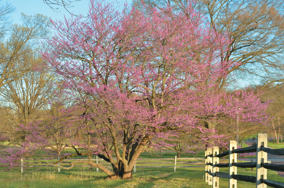 A color photo of Eastern redbud.