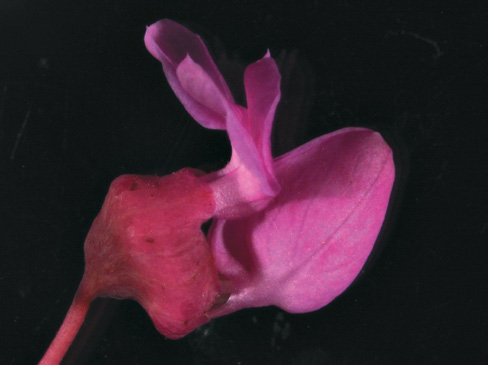 A color photo of a redbud flower.