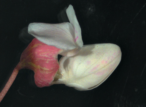 A color photo of a redbud flower.