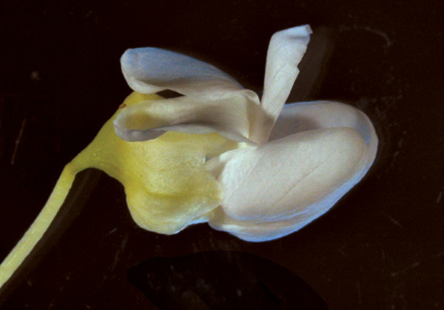 A color photo of a redbud flower.
