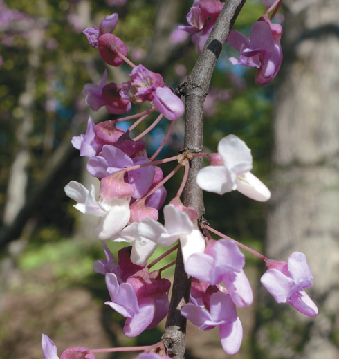 A color photo of redbud flowers.