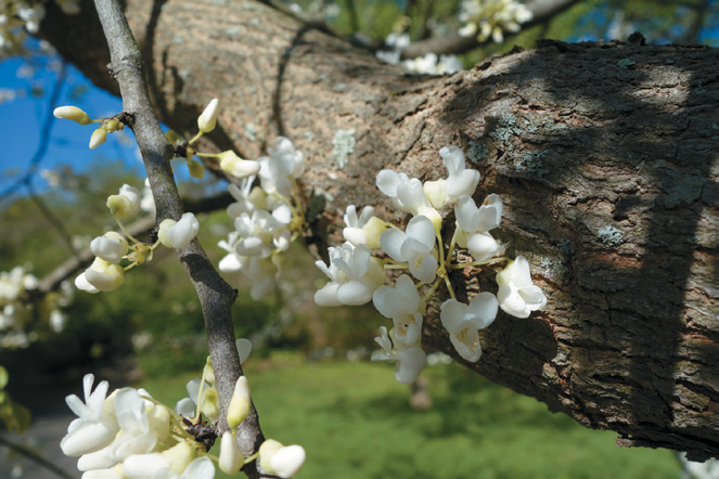 A color photo of redbud flowers.