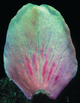 A color photo of a mutant redbud flower petal.
