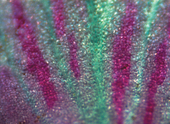 A close-up color photograph of a mutant redbud flower petal.