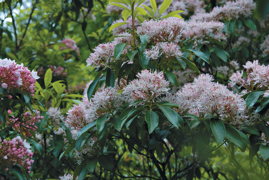 A color photo of Kalmia latifolia inflorescences.