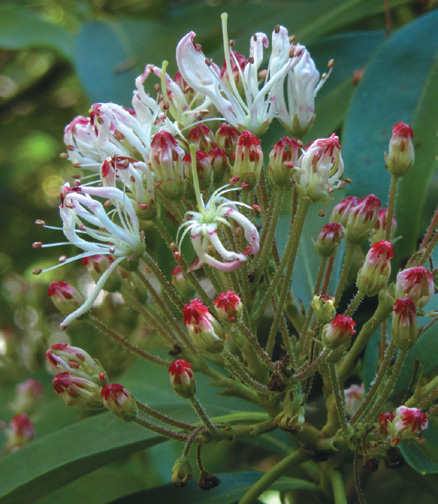 A color photo of a Kalmia latifolia inflorescence.