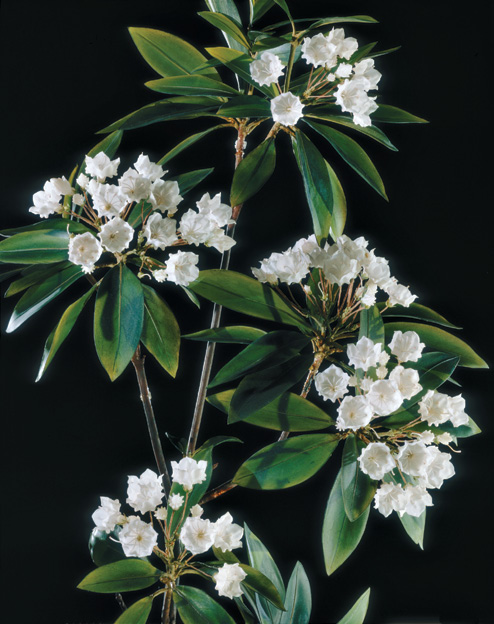A glass model of mountain laurel flowers.