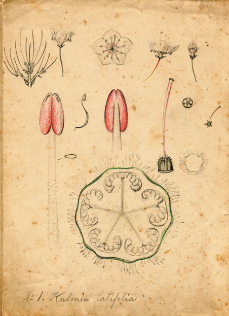 A drawing containing several anatomical images of a mountain laurel.