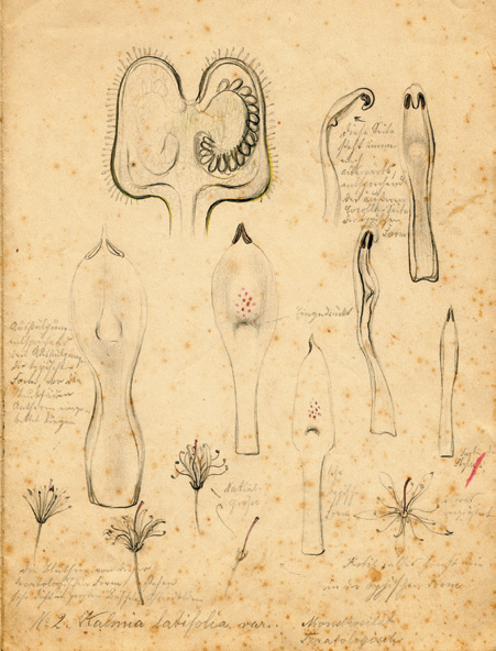 A drawing containing several anatomical images of a mountain laurel.