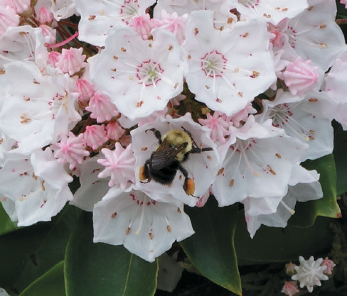 A color photo of a bee in a Kalmia latifolia flower.