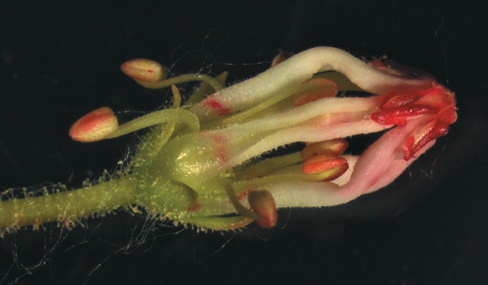 A color photo of a ‘Polypetala’ flower