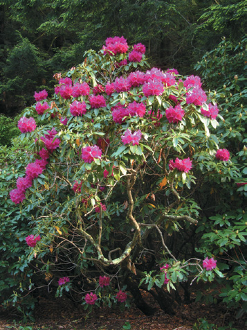 A color photo of a rhododendron.