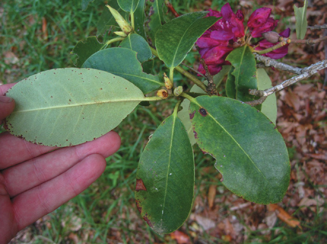 A color photo of a rhododendron.