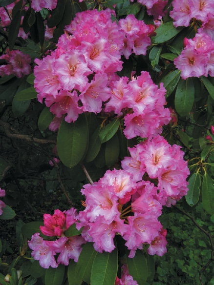A color photo of rhododendron flowers.